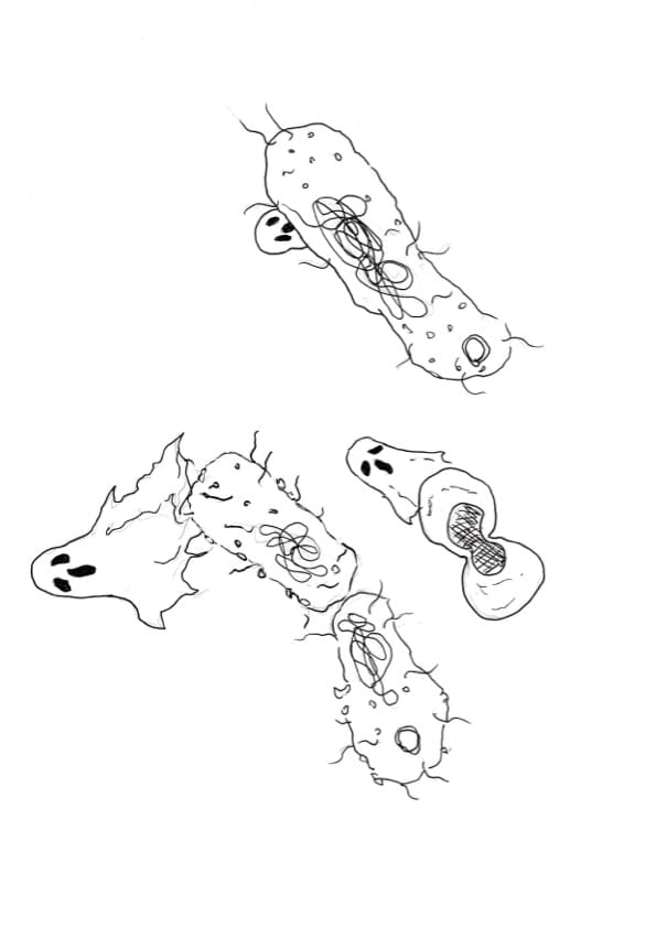 Kas bakteril on hing?